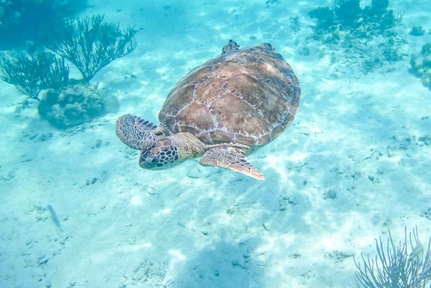 Tour de medio día semiprivado de snorkel con tortugas y cenote