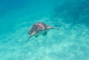 Tour de medio día semiprivado de snorkel con tortugas y cenote