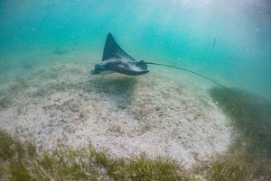 Tour de medio día semiprivado de snorkel con tortugas y cenote