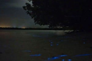 Holbox - Guided Bioluminescence Tour with pick up