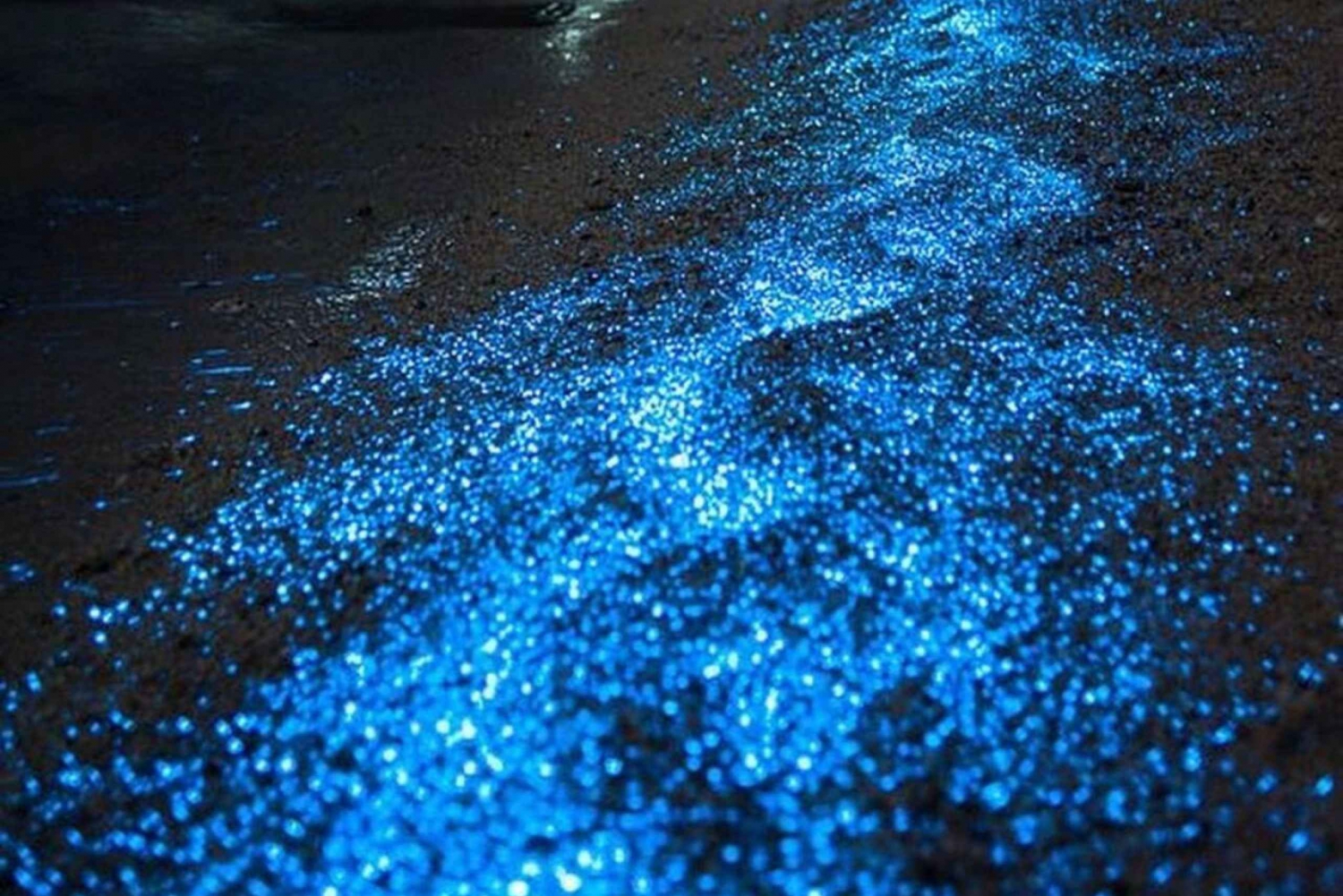 Holbox - Guided Bioluminescence Tour