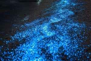 Holbox - Guided Bioluminescence Tour with pick up