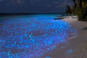 Holbox - Guided Bioluminescence Tour with pick up