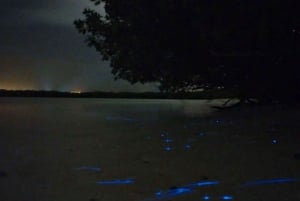 Holbox - Guided Bioluminescence Tour with pick up