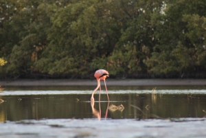 Holbox: Guided Sunrise Kayak Tour through Mangrove Reserve