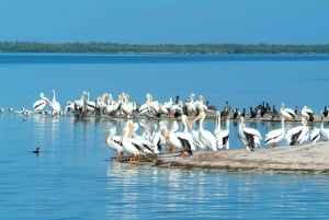 Holbox Island Discovery Tour with Transfer