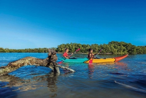 Holbox Island: Explore Beaches, Lagoons, and Bird Islands