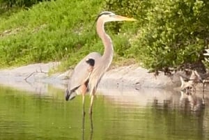 Holbox: Excursión en kayak al atardecer en los manglares