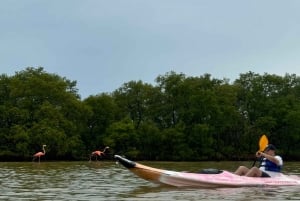 Holbox: Excursión en kayak al atardecer en los manglares