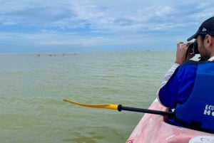 Holbox: Excursión en kayak al atardecer en los manglares