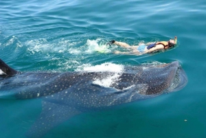 Holbox: Tiburon ballena