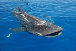 Holbox: Tiburon ballena