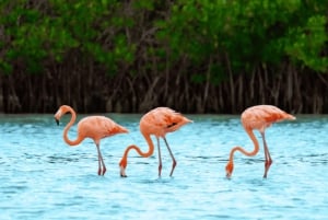 Tour a Holbox: Isla Tropical, Fauna Silvestre y Almuerzo en Playa