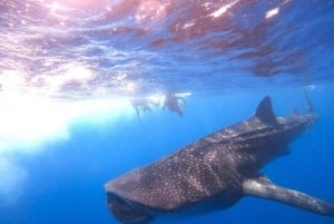 Holbox: Encuentro con el Tiburón Ballena y Aventura Marina