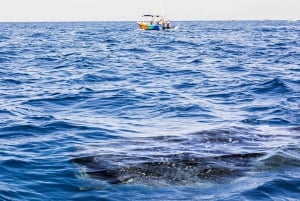 Holbox: Encuentro con el Tiburón Ballena y Aventura Marina