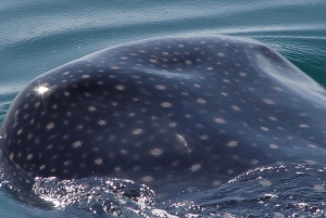 Holbox: Whale Shark Encounter and Marine Adventure