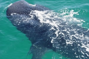Holbox: Whale Shark Encounter and Marine Adventure