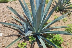 Huatulco: Experiencia Privada en una Fábrica de Mezcal