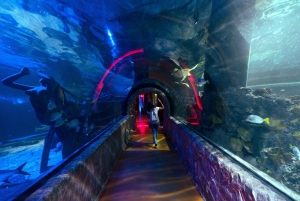 Inbursa Aquarium Entry Ticket with VR Option