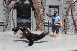 Interaction with Sea Lions Cozumel