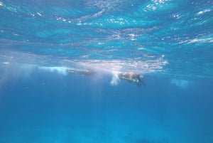 Isla Mujeres: Catamarán con barra libre y snorkel en El Meco