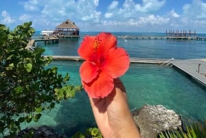 Isla Mujeres: Royal Garrafon VIP & Dolphin Swim