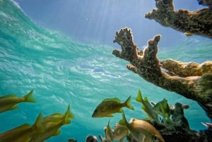 Isla Mujeres: Snorkeling in Underwater Museum