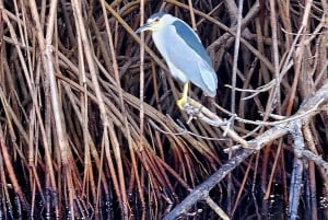 Ixtapa: Aventura de observación de aves en Aztlán