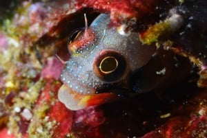 Ixtapa: Exploración Subacuática Nocturna en Piedra Solitaria