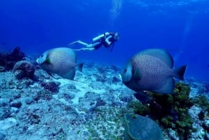 Ixtapa: Exploración Subacuática Nocturna en Piedra Solitaria