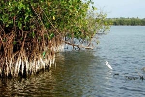 Ixtapa-Zihuatanejo: Barra de Potosi Scenic Lagoon Tour