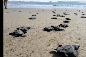 Ixtapa-Zihuatanejo: Turtle Release Tour.