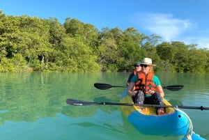 Kayak tour through Holbox mangroves