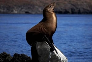 La Paz: Balandra y San Rafaelito Tour en barco privado