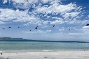 La Paz: Balandra and Tecolote Beaches Day Trip with Lunch