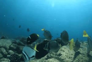 La Paz: Paseo en barco a la isla espíritu santo y balandra