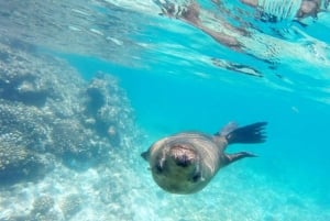 La Paz: Crucero de un día y snorkel (con leones marinos) Comida y bebida