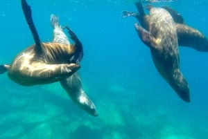 La Paz: Crucero de un día y snorkel (con leones marinos) Comida y bebida