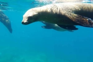 La Paz: Crucero de un día y snorkel (con leones marinos) Comida y bebida