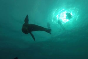 La Paz: Excursión de snorkel a la Isla del Espíritu Santo con almuerzo