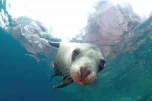 La Paz: Sea Lion Snorkeling at Espirtu Santo Island