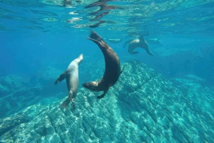 La Paz: Sea Lion Snorkeling at Espirtu Santo Island