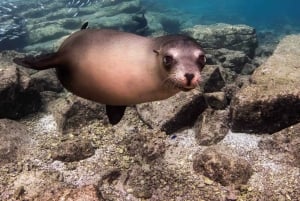 La Paz: Sea Lion Snorkeling at Espirtu Santo Island