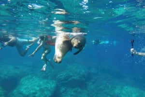 La Paz: Sea Lion Snorkeling at Espirtu Santo Island