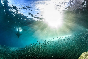 La Paz: Snorkeling Trip to Espiritu Santo Island