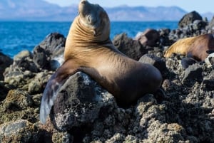 La Paz: Snorkeling with Sea Lions and Balandra Beach Tour