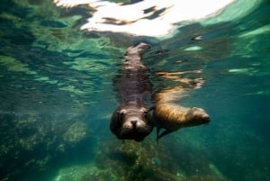 La Paz: Snorkeling with Sea Lions and Balandra Beach Tour