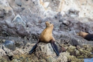 La Paz: Snorkeling with Sea Lions and Balandra Beach Tour