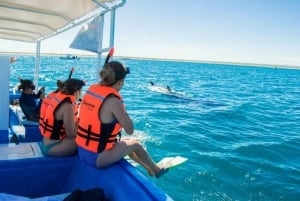 La Paz: Whale Shark and Sea Lions Snorkeling Tour