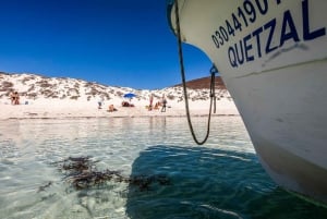 La Paz: Whale Shark and Sea Lions Snorkeling Tour